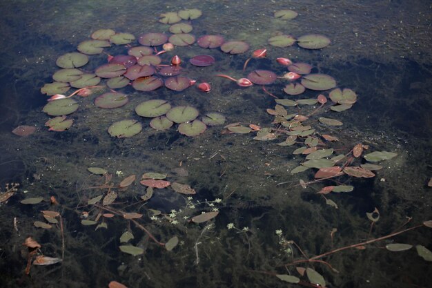 Vista ad alta angolazione delle piastrelle di gigli d'acqua di loto che galleggiano nello stagno