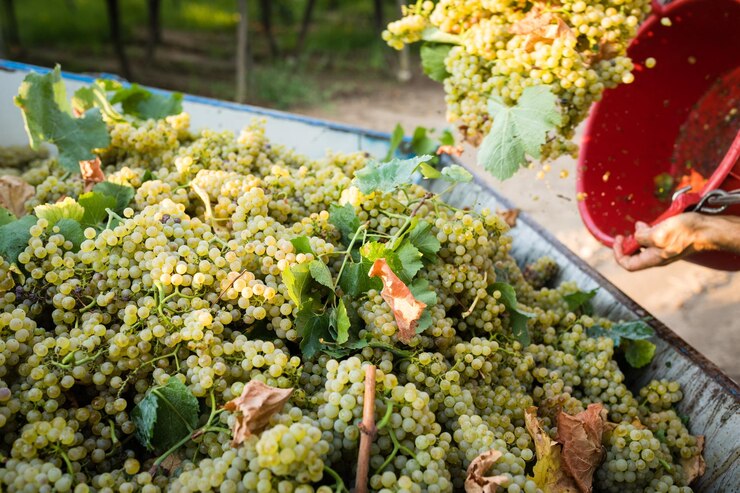 Foto vista ad alta angolazione delle verdure per la vendita nel mercato