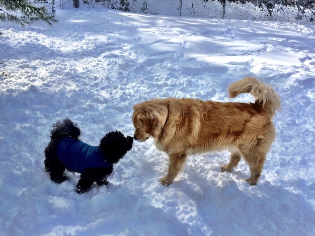 Vista ad alta angolazione di cani che giocano su un campo innevato