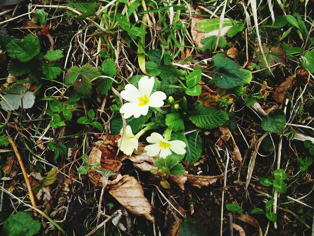 Vista ad alta angolazione di fiori bianchi che fioriscono sul suolo
