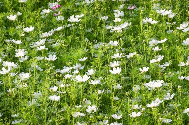 Vista ad alta angolazione di piante a fiore bianco sul campo