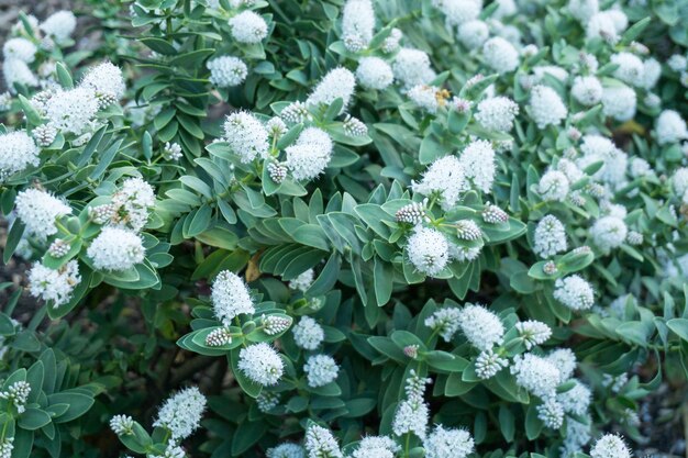 Vista ad alta angolazione di piante a fiori bianchi