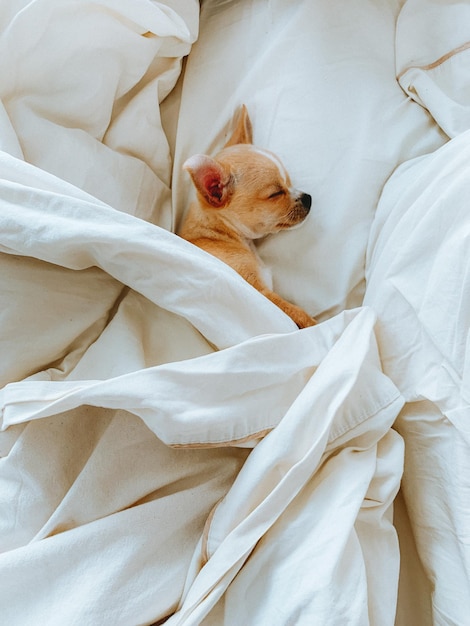 Vista ad alta angolazione di un cane che si rilassa sul letto