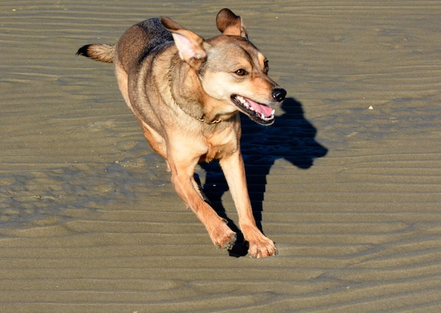 Vista ad alta angolazione di un cane che si rilassa sulla spiaggia durante una giornata di sole