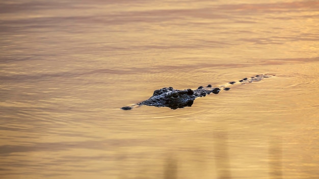 Vista ad alta angolazione di un coccodrillo che nuota nel lago