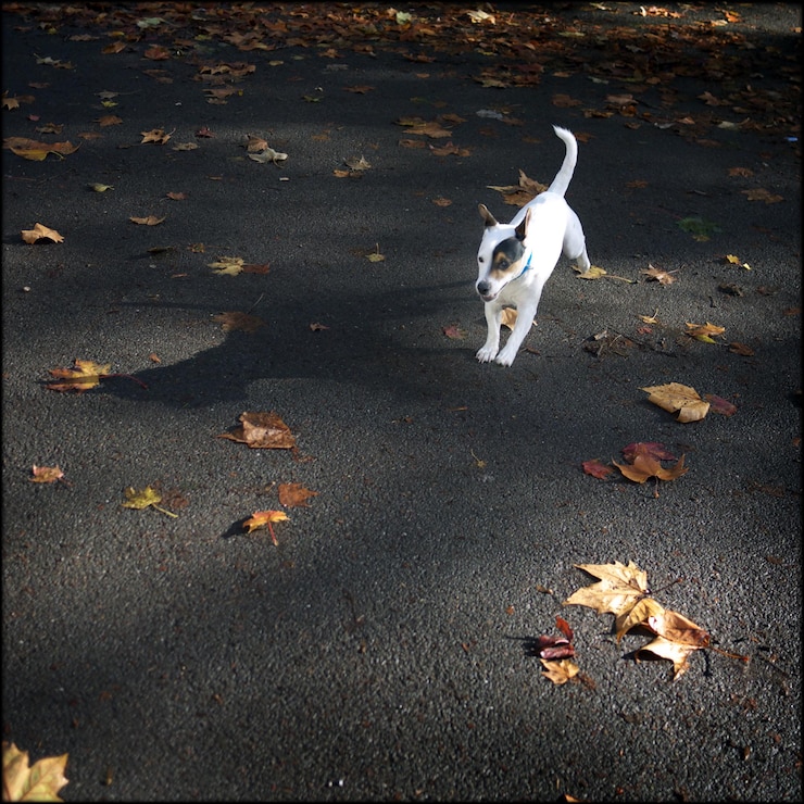 Foto vista ad alta angolazione di un cucciolo di jack russell terrier con foglie di acero cadute sulla strada