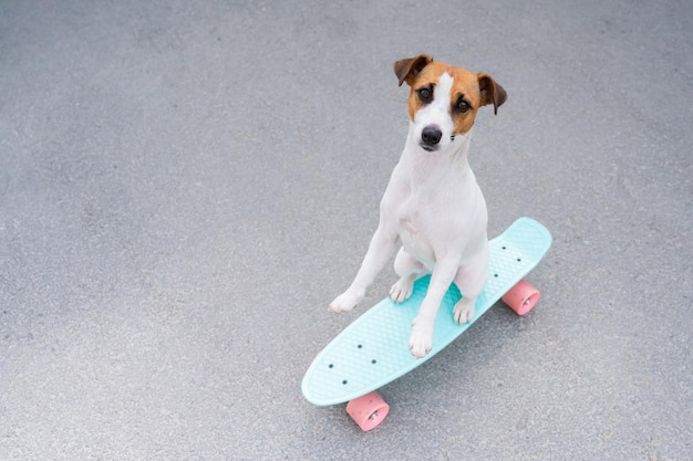 Vista ad alta angolazione di un cucciolo seduto su uno skateboard