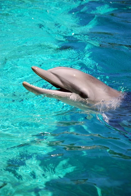 Vista ad alta angolazione di un delfino che nuota in mare