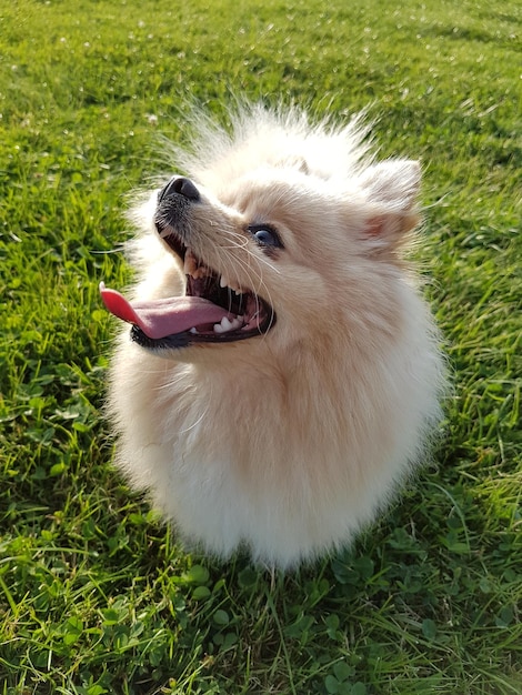 Vista ad alta angolazione di un pomeraniano che ansima sull'erba al parco