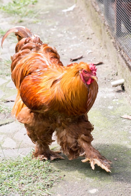 Vista ad alta angolazione di una gallina marrone che cammina sul campo