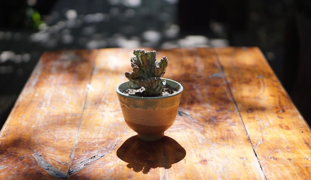 Vista ad alta angolazione di una pianta succulenta sul tavolo