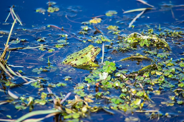 Vista ad alta angolazione di una rana in acqua