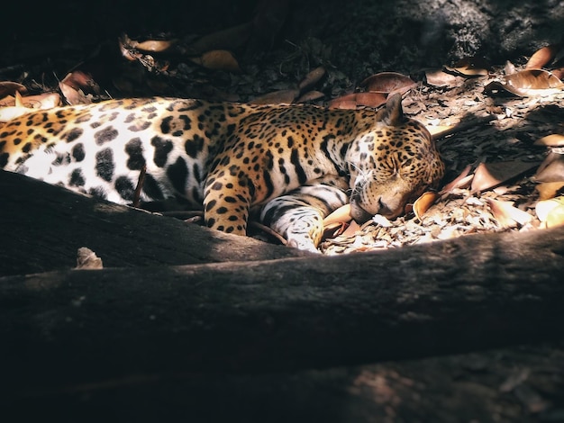 Vista ad alta angolazione di una tigre che dorme sul campo nella foresta