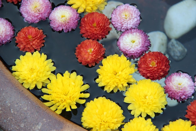 Vista ad alta angolazione di vari fiori sull'acqua