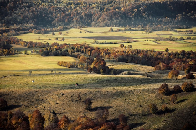 Vista ad alto angolo degli alberi autunnali sul campo agricolo