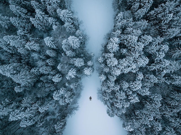 Vista ad alto angolo degli alberi su un terreno coperto di neve