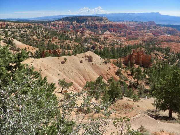 Vista ad alto angolo degli alberi sul paesaggio