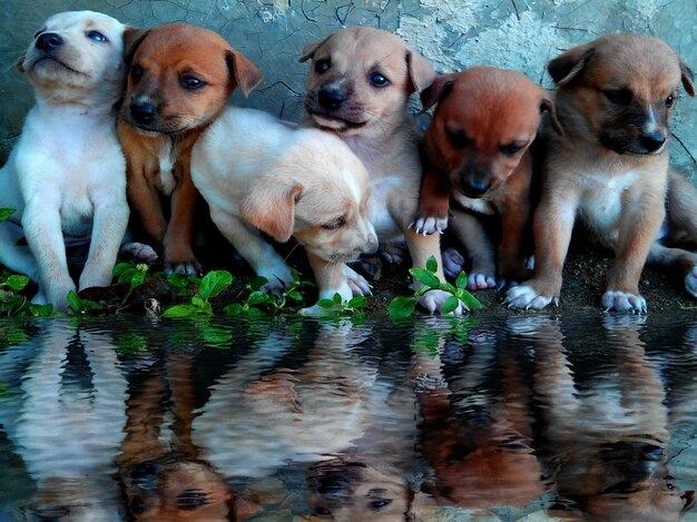 Vista ad alto angolo dei cani in acqua