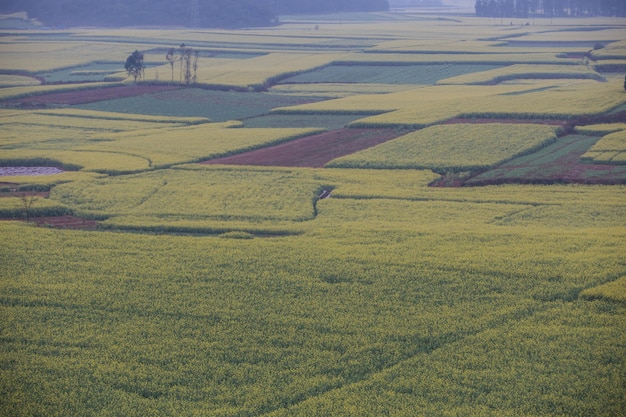 Vista ad alto angolo del campo agricolo