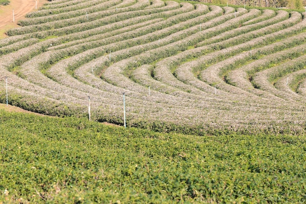 Vista ad alto angolo del campo agricolo