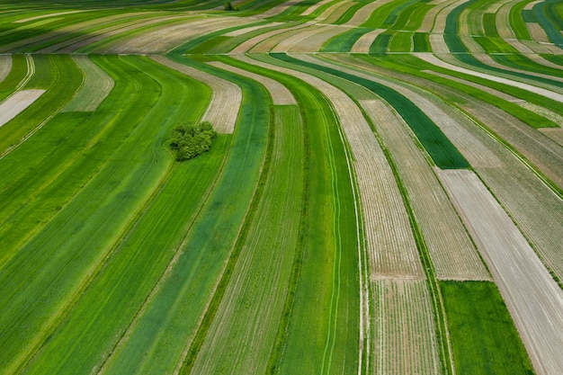 Vista ad alto angolo del campo di mais