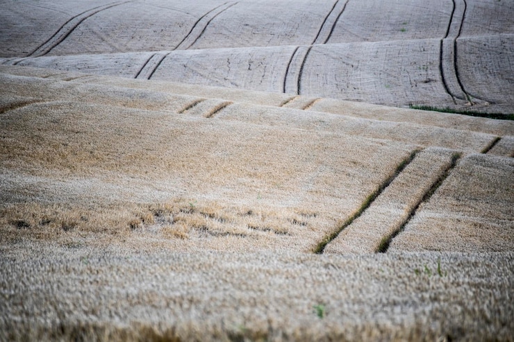 Foto vista ad alto angolo del campo di mais