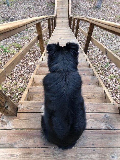 Vista ad alto angolo del cane su scale di legno