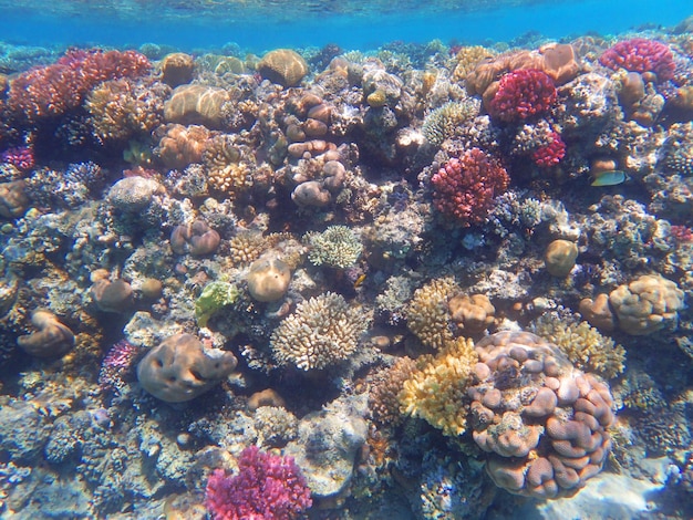 Vista ad alto angolo del corallo in mare