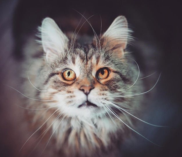 Vista ad alto angolo del gatto che guarda da un'altra parte