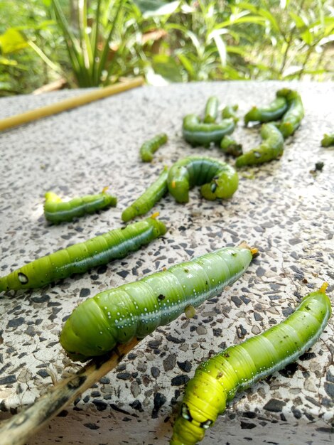 Vista ad alto angolo del peperoncino verde sulla pianta