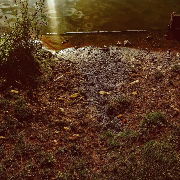 Vista ad alto angolo dell'albero dal lago