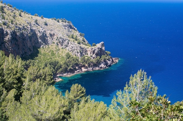 Vista ad alto angolo dell'albero dal mare contro il cielo