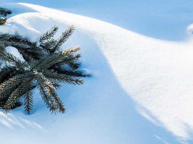 Vista ad alto angolo dell'albero su un campo coperto di neve