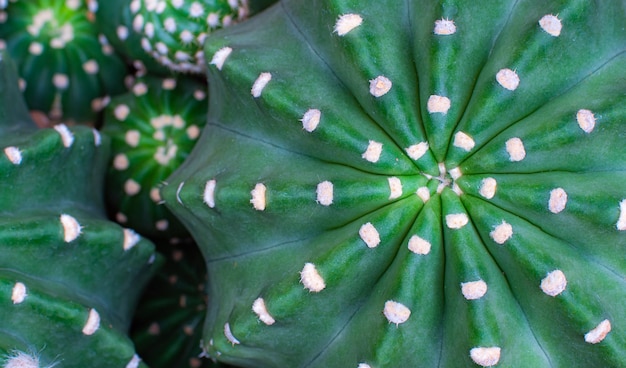 Vista ad alto angolo della cultivar di cactus Ichinovsis Pianta in vaso con molte piante di cactus