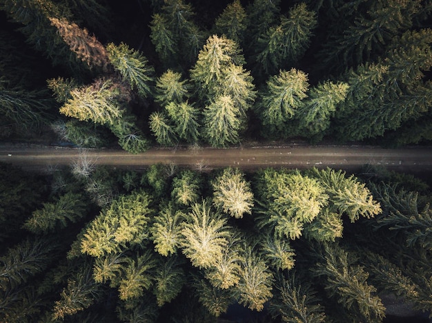 Vista ad alto angolo della strada e degli alberi