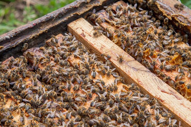 Vista ad alto angolo delle api sul legno