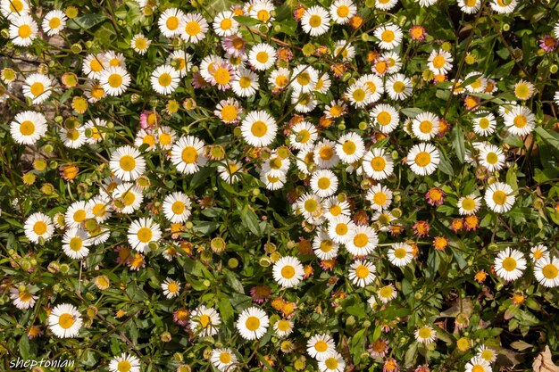 Vista ad alto angolo delle piante da fiore