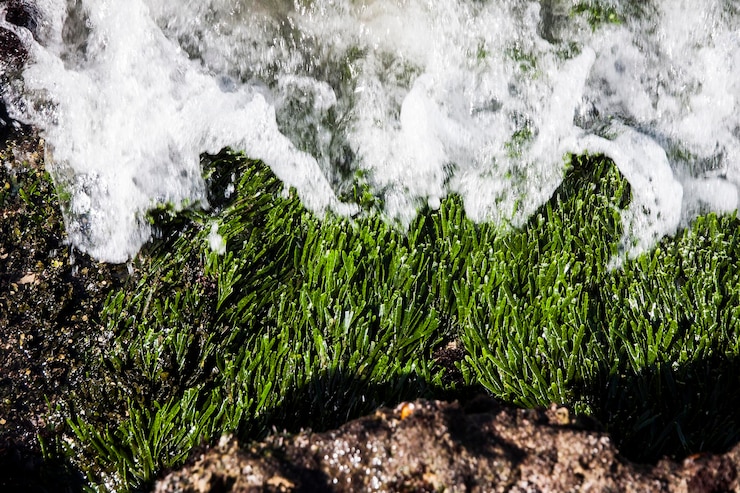 Foto vista ad alto angolo delle piante sulla riva del mare