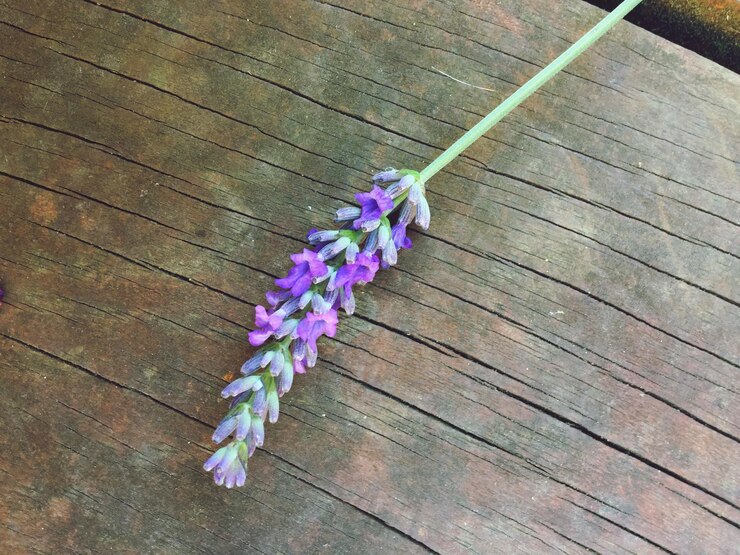 Foto vista ad alto angolo di fiori viola su una tavola di legno