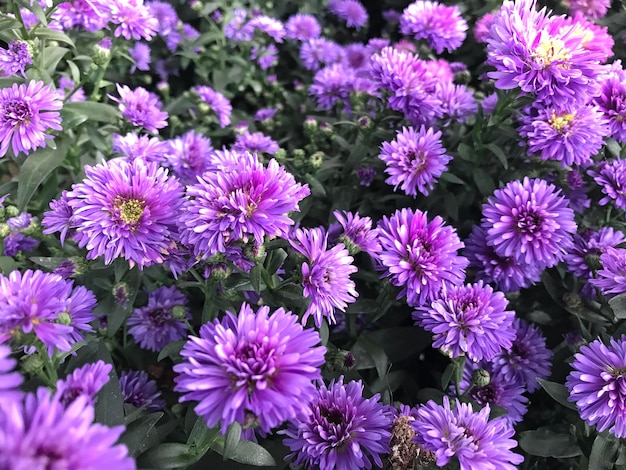 Vista ad alto angolo di piante a fiori viola