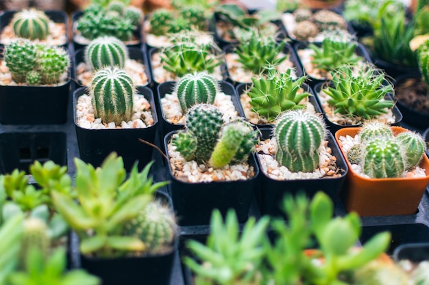 Vista ad alto angolo di piante di cactus in vendita in una bancarella del mercato