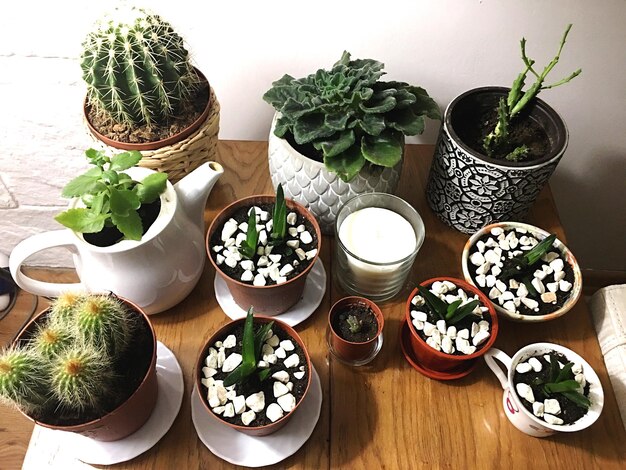Vista ad alto angolo di piante in vaso su tavola