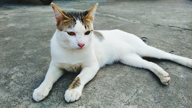 Vista ad alto angolo di un gatto che si poggia sul pavimento