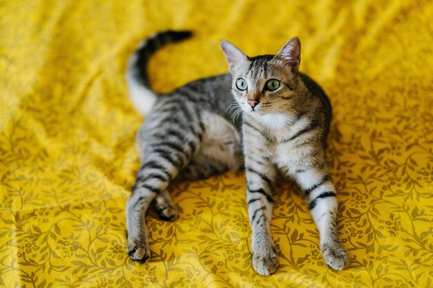 Vista ad alto angolo di un gatto tabby che si rilassa sul letto