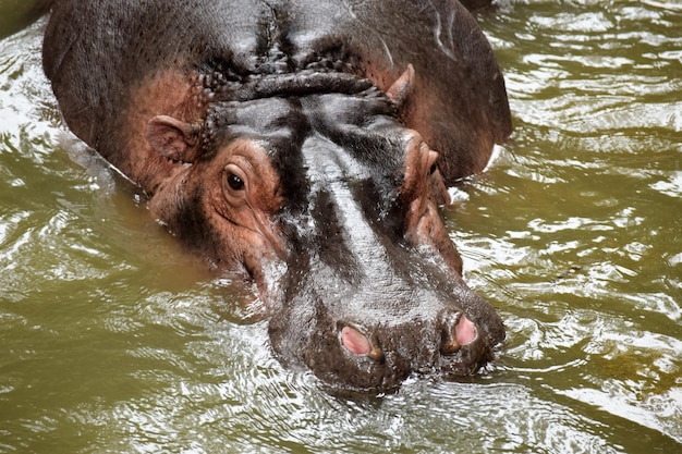 Vista ad alto angolo di un ippopotamo nel fiume