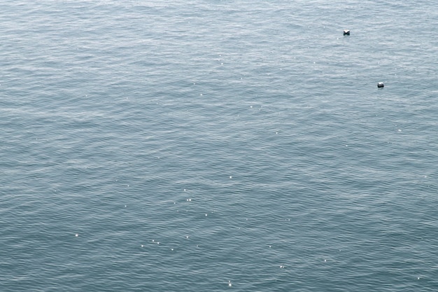 Vista ad alto angolo di un uccello in acqua