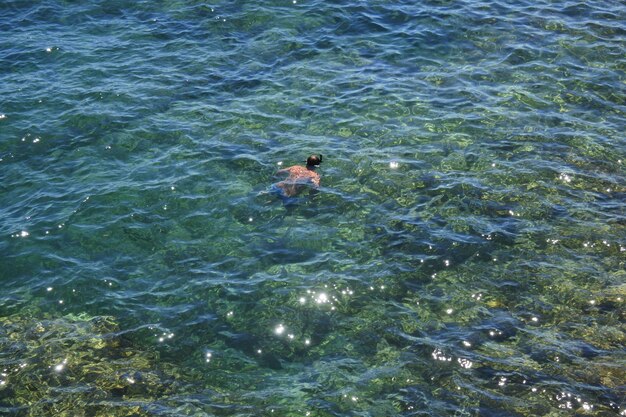 Vista ad alto angolo di una persona che nuota in mare