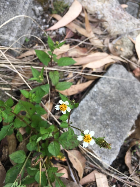 Vista ad alto angolo di una pianta a fiori gialli