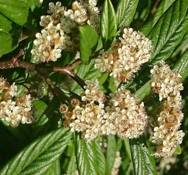 Vista ad alto angolo di una pianta da fiore