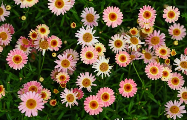 Vista ad alto angolo di una pianta da fiore